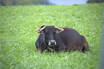 Zebu Kuh