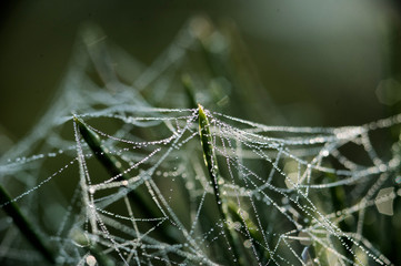 beautiful forest spider web closeup