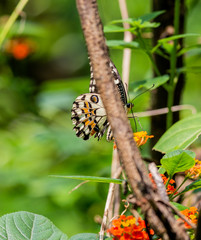 A butterfly in the Zoo of Ho Chi Minh City