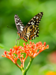 A butterfly in the Zoo of Ho Chi Minh City