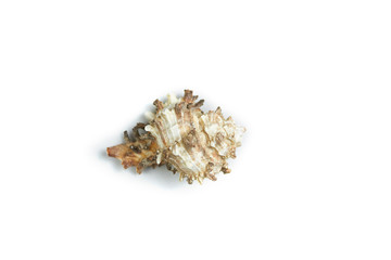 isolated seashell on a white background