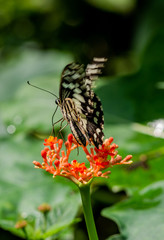 A butterfly in the Zoo of Ho Chi Minh City