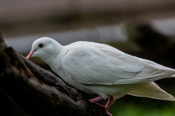 A bird at the Zoo in Ho Chi Minh City