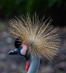 A bird at the Zoo in Ho Chi Minh City