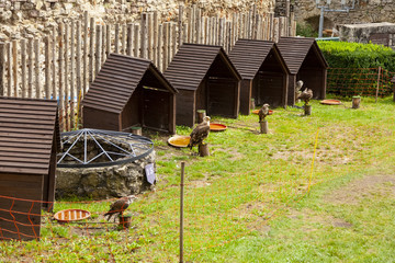 sokolnictwo © Grzej