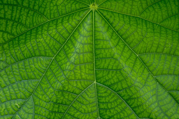 葉っぱの葉脈