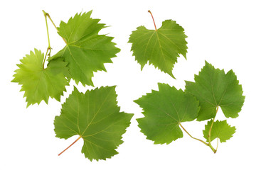 Grape leaves isolated on white background top view