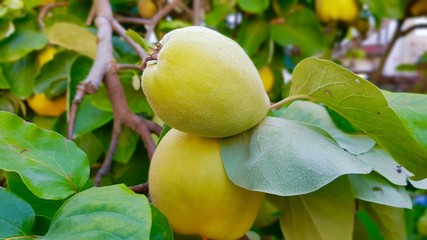 Quince tree in autumn