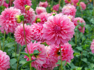 Rosa Dahlia