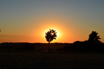 Der sonnen gefüllte Baum