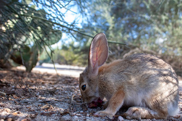 An adult female desert cottontail rabbit, Sylvilagus audubonii, eating prickly pear cactus fruit in the Sonoran Desert. Wildlife native to the American Southwest, Pima County, Tucson, Arizona, USA.