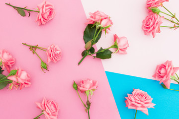 Blue and pink pastel background with pink roses flowers. Flat lay. Top view