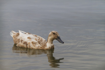 Mottled tan and white duck