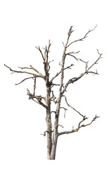 Dead tree isolated on a white background