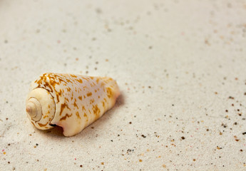 Isolated seashell in the sand