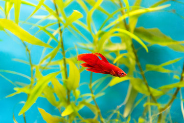 Aquarium cockerel fish