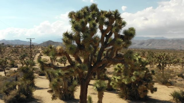 Aerial fly around of a Joshua tree in the desert