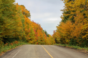 Fototapeta premium Autumn scene