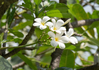 bouquet white plumeria