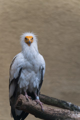 Schmutzgeier sitzt auf Ast, Blick nach vorne