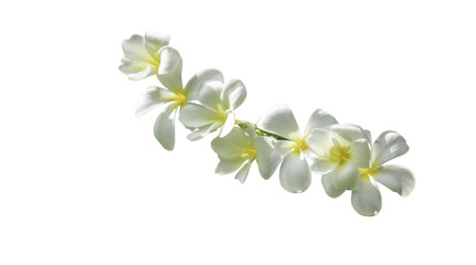 Fototapeta premium bouquet white plumeria with path