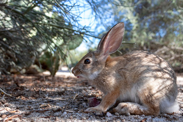 An adult female desert cottontail rabbit, Sylvilagus audubonii, eating prickly pear cactus fruit in the Sonoran Desert. Wildlife native to the American Southwest, Pima County, Tucson, Arizona, USA.