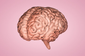 A human brain. Part of anatomy human body model with organ system.