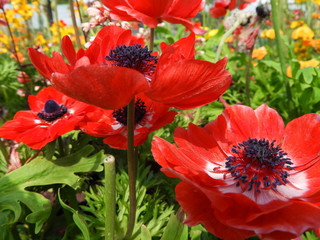 rote Anemone