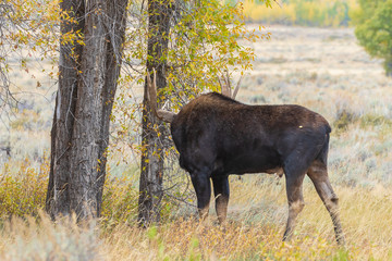 Bull Shiras Moose in the Fall Rut