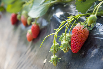 Strawberry fruits on the branch hanging from the tree.