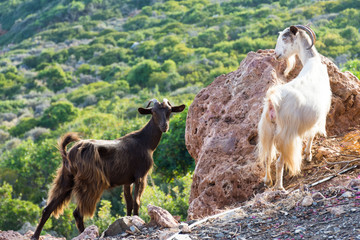 mountain goats in their natural environment