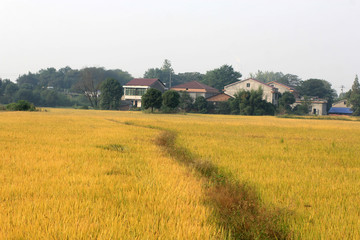 The autumn rice