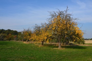 Herbstliche Naturlandschaft im goldenen Oktober