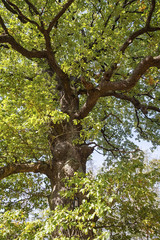 Fototapeta na wymiar Quercus robur Stieleiche