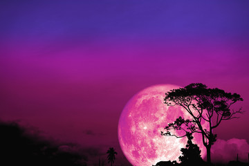Fototapeta premium full Beaver moon back over silhouette tree in field on night sky