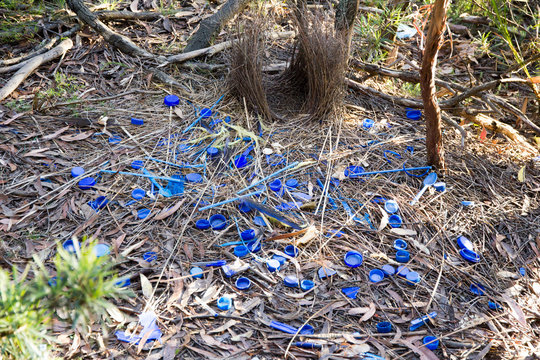 An elaborate nest of the immature satin bowerbird with a collection of blue plastic objects it has collected to attract female attention