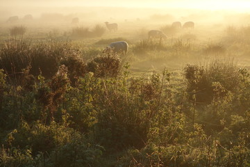 Schafe im Nebel auf der Weide