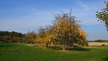 Herbstliche Naturlandschaft im goldenen Oktober