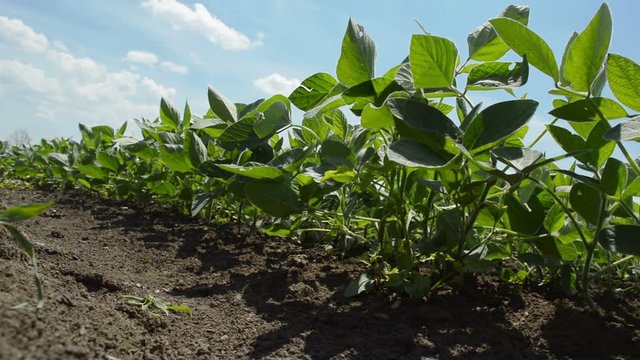 Young soybean plants growing in cultivated field