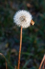 dandelion in grass