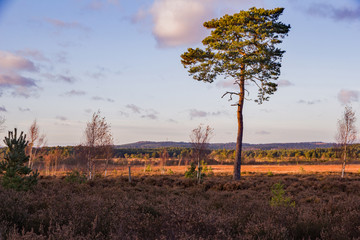 Obraz premium Thursley nature reserve, Surrey hills, England and a stark isolated Scots Pine tree