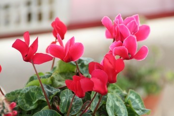 Cyclamen