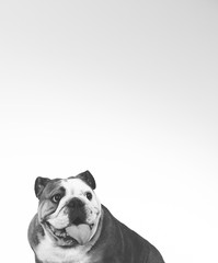 Bulldog face in black and white. Copy space.