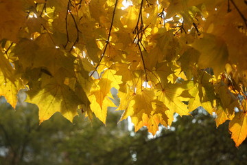 autumn maple branches in sunlight
