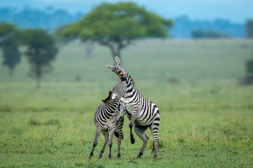 Naklejka premium Zebra