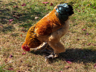 beautiful colored chicken in save and nice outside environment