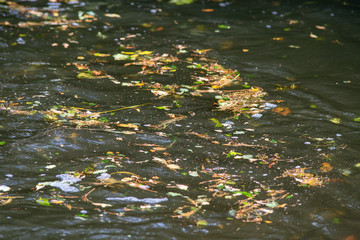 fallen leaves floating on surface of water during autumn
