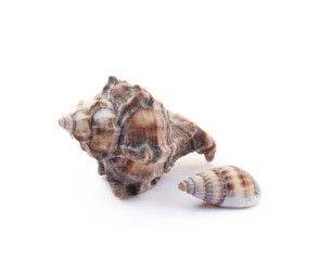 Exotic sea shells isolated on white background