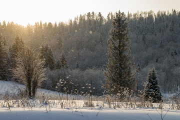 Beautiful winter landscape, trees in the snow. Sunrise in the winter forest.