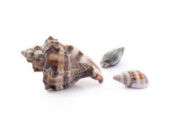 Exotic sea shells isolated on white background